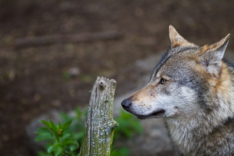 Der unbekannte Schüler aus Schottland identifiziert sich als Wolf. (Symbolbild)