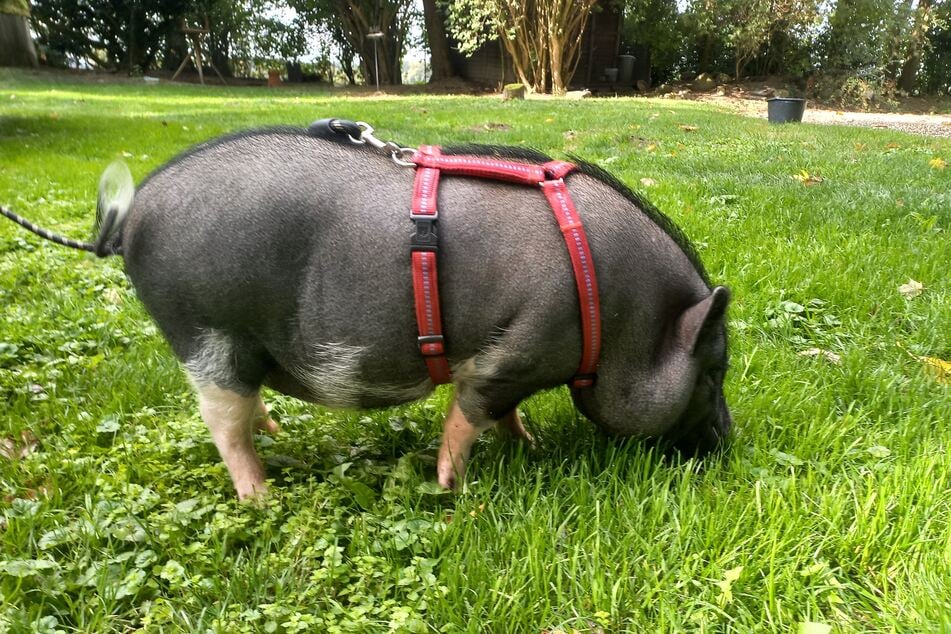 Das kleine Schwein sucht einen Platz zum Suhlen und glücklich sein.