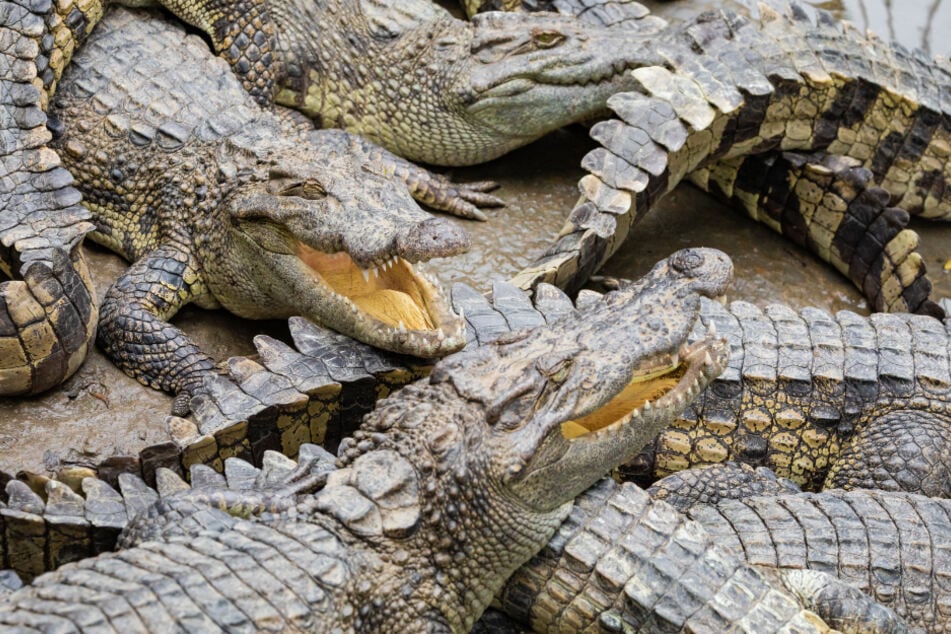 Die furchtbare Tragödie ereignete sich vergangenen Freitag an der Interstate 75 in Florida. (Symbolbild)