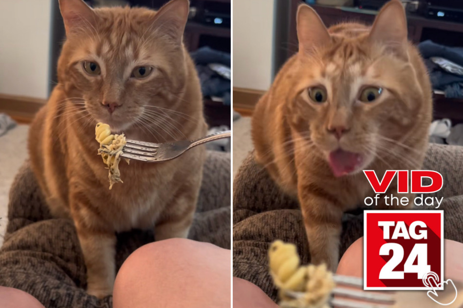 Today's Viral Video of the Day shows a cat with a delayed reaction after smelling a bite of pasta!