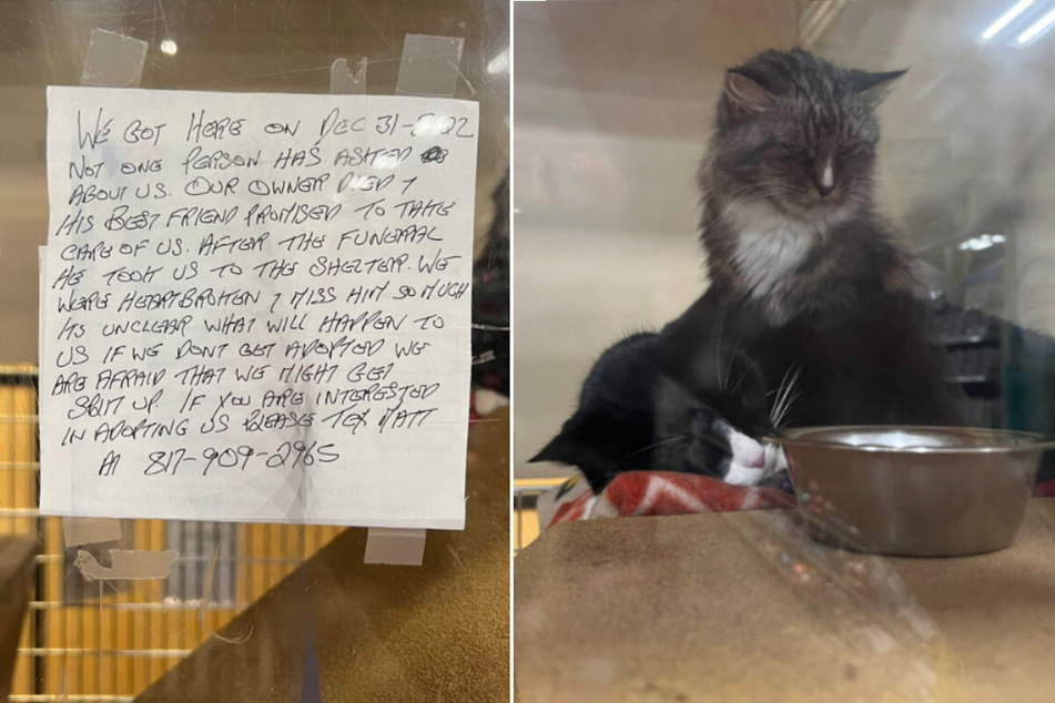 Purr-fect cats up for adoption have a heartbreaking backstory