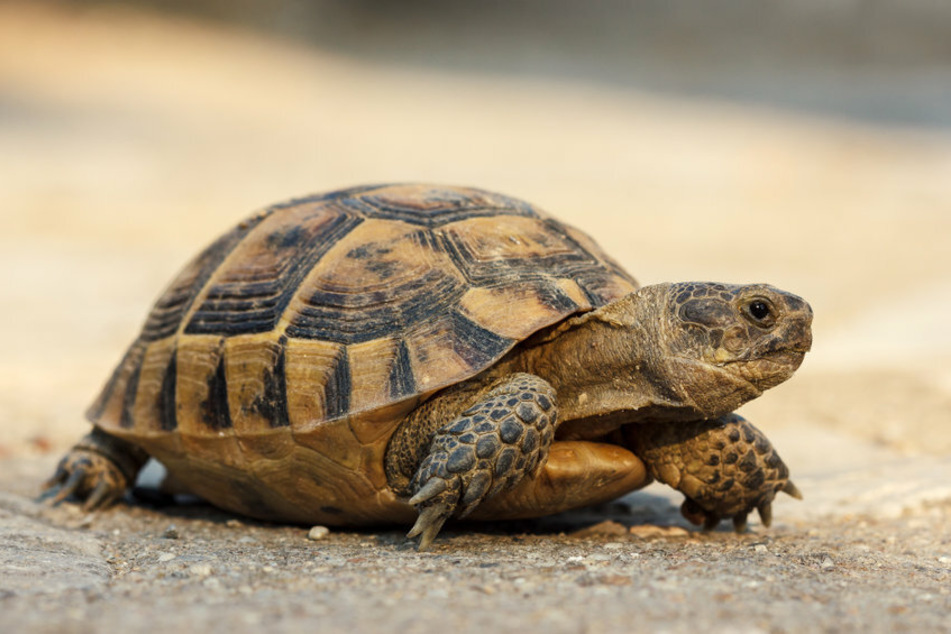Normalerweise haben Schildkröten vier Beinchen und nur einen Kopf. (Symbolbild)