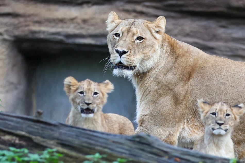 Sachsen königlich: So beliebt sind unsere Tierparks