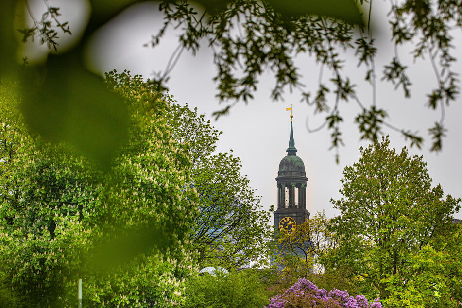 Der Hamburger Michel ist zwischen den blühenden Bäumen des Parks "Planten un Blomen“ zu sehen.