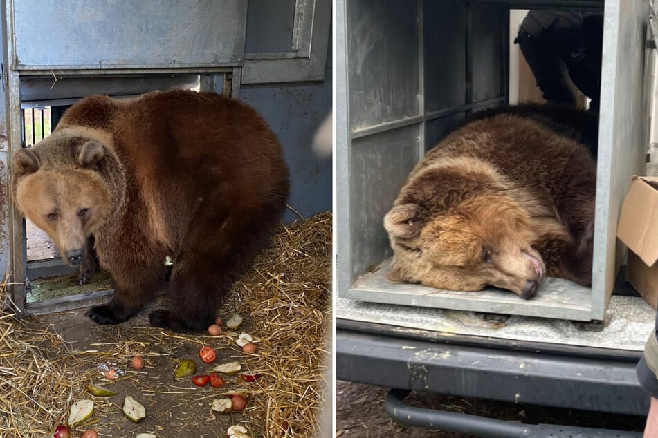 Rakete in Zoo eingeschlagen: Traumatisierte Bären müssen gerettet werden