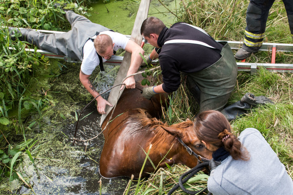 Der Wallach D'antico fiel in einen Wassergraben.