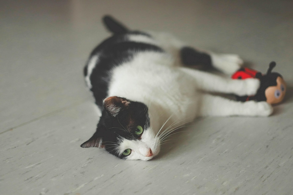 Exhausted after a quick romp? Older cats tend to get tired more easily.