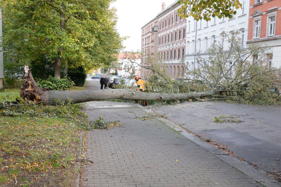 Der Sturm entwurzelte einen Baum auf der Blücherstraße in Chemnitz.