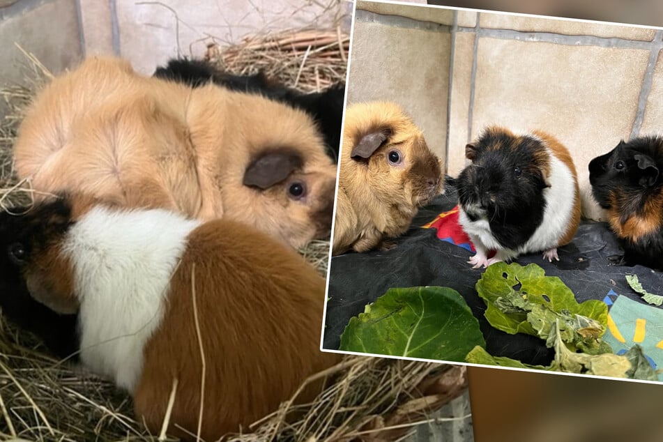 Meerschweinchen-Familie wurde ins Tierheim zurückgegeben: Finden sie ein neues Zuhause?