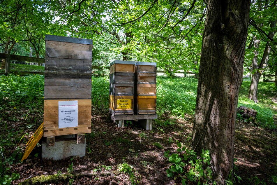 Im Bereich des Hotelschlosses Rabenstein stehen mehrere Stadtimker-Bienenverschläge.