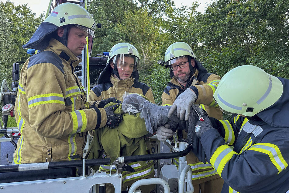 In Drachenschnur verheddert! Feuerwehr rettet Tier in zehn Meter Höhe