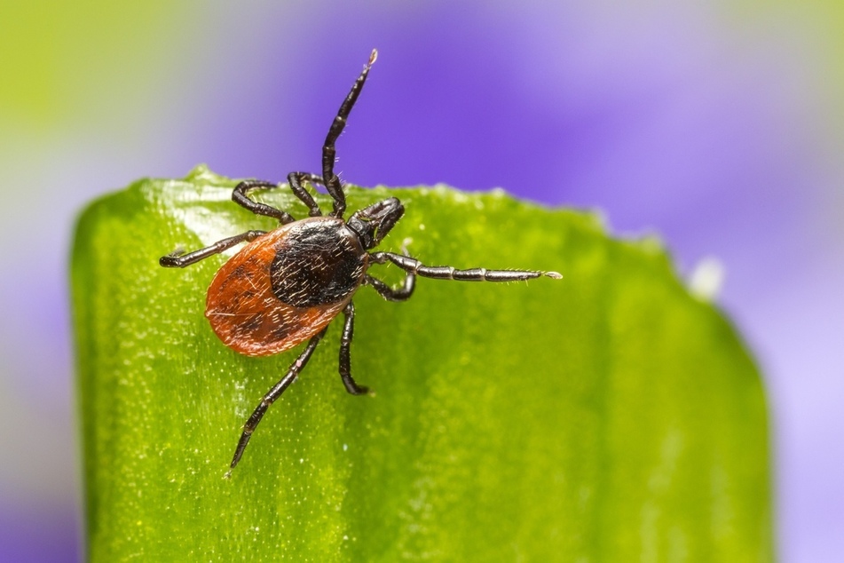 Ticks are often found clinging to plants and will transfer to their host when brushed up against.