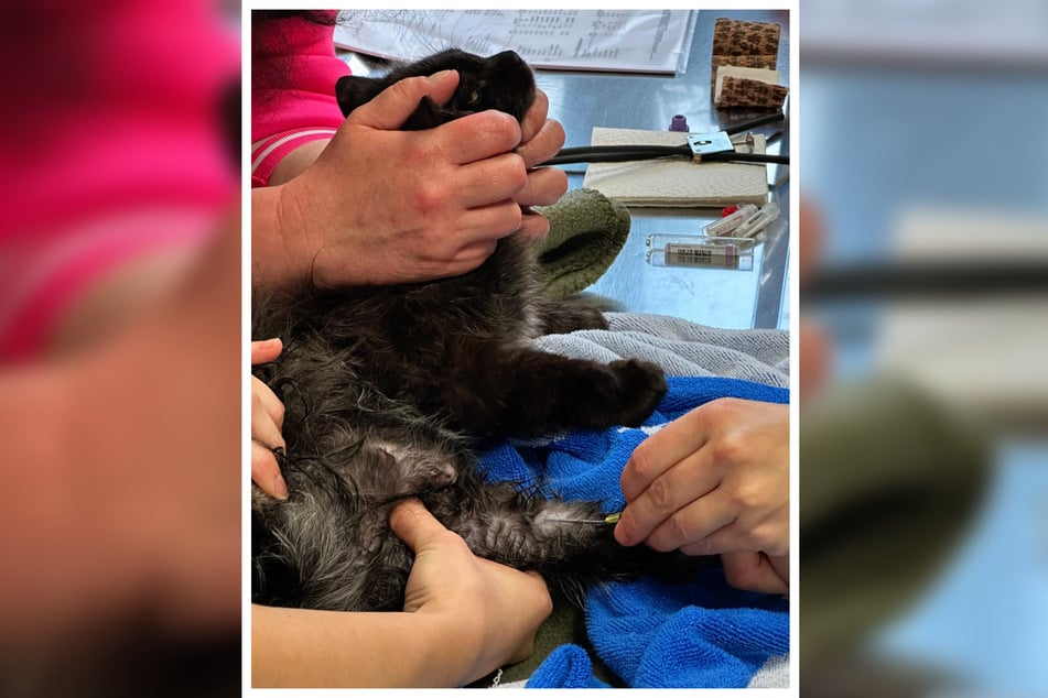 Eine Blutuntersuchung zeigte zum Glück: Die Therapie schlägt an!