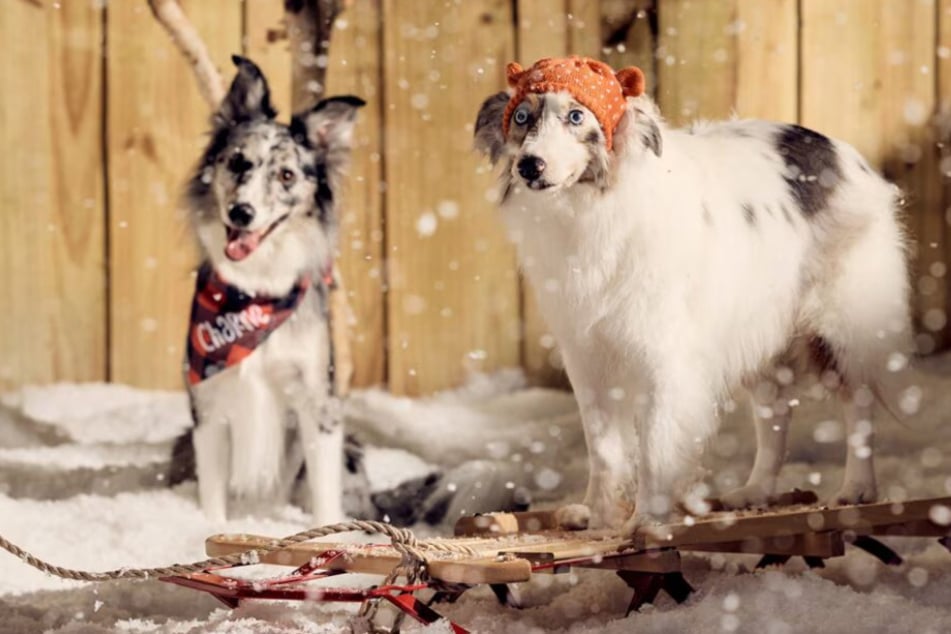 Wow! Chewy's deals on Saturday, November 22 are really fur-midable