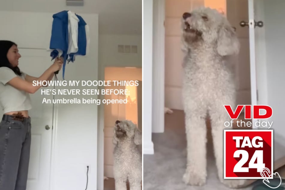 A woman on TikTok is showing her dog things he's never seen before - and viewers are losing it!