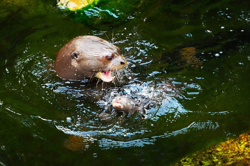 Nach den anfänglich schwierigen Schwimmversuchen sei Cordula nun auch im Wasser selbstständig unterwegs.