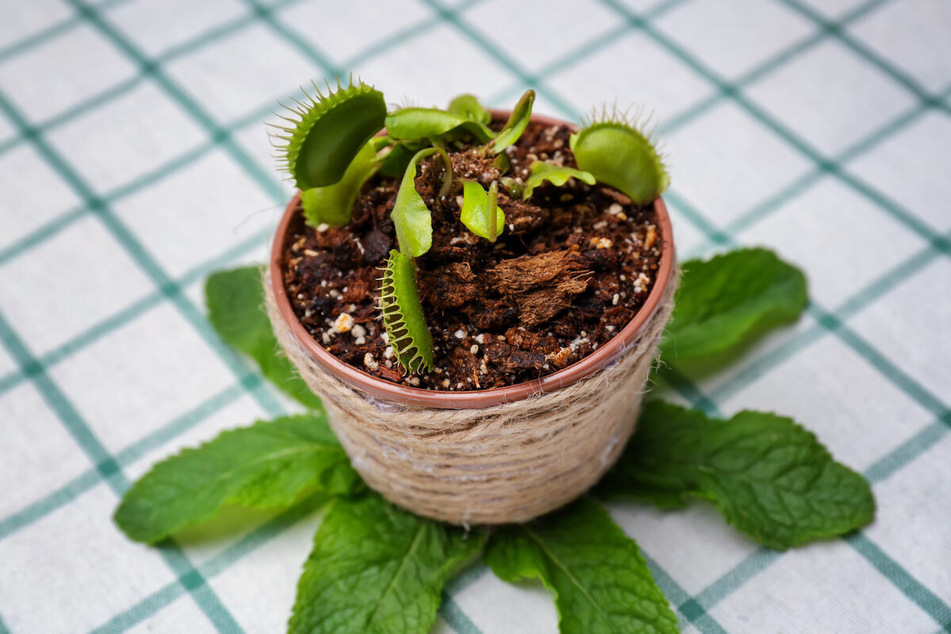 Most carnivorous plants require peaty, fertilizer-free soil.