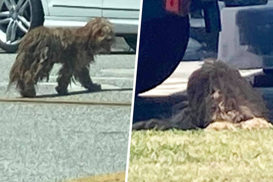 Hilary Klein musste zweimal hinsehen, um zu erkennen, dass es sich bei dem Fellknäuel unterm Auto (rechts) um einen Hund handelte.