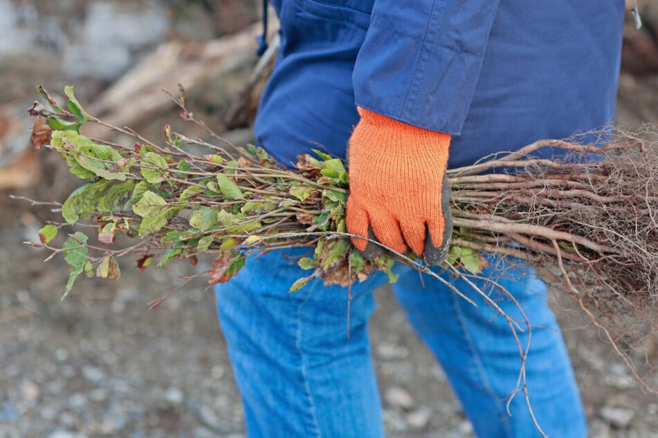 Am 22. November werden 1500 Bäume im Harz bei Wernigerode gepflanzt. (Symbolbild)