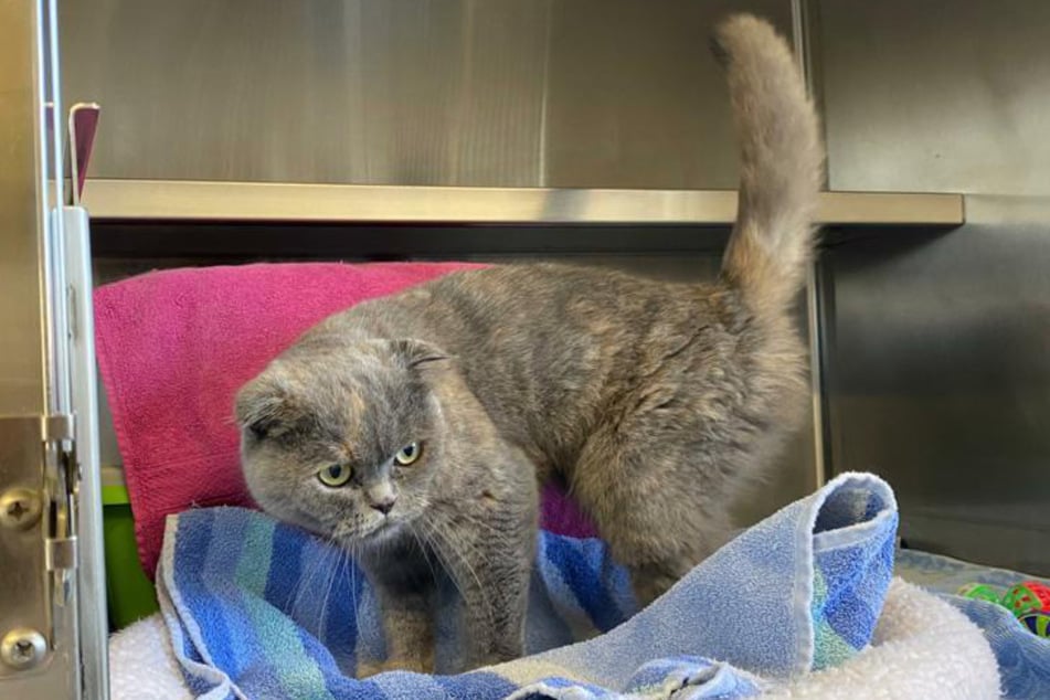 Die Fellnase entstammt als Scottish-Fold-Katze einer Qualzucht. Spätestens im Alter wird sie darunter leiden.