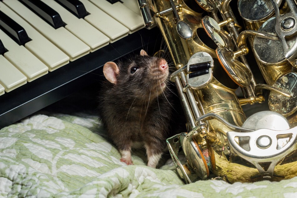 The scientists didn't just play classical music for the rodents (stock image).