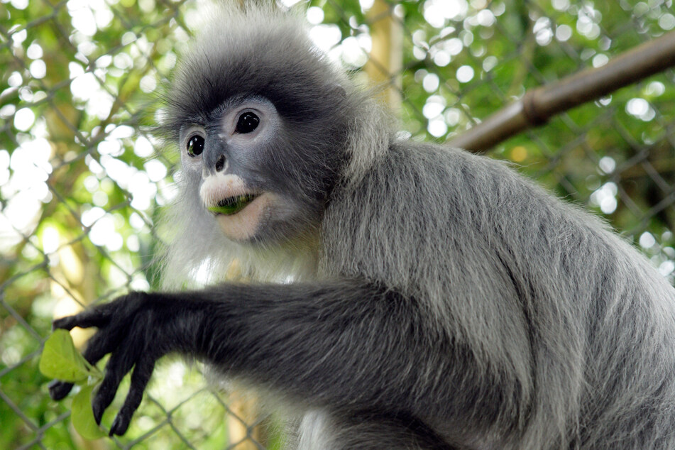 Etwa 180 Primaten leben im EPRC. Die meisten von ihnen sind Languren wie dieser kleine Kerl.