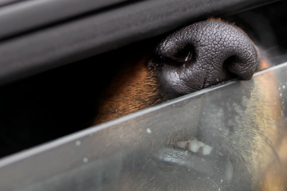 Teenager unterschätzt Hitze: Hund stirbt im verschlossenen Auto