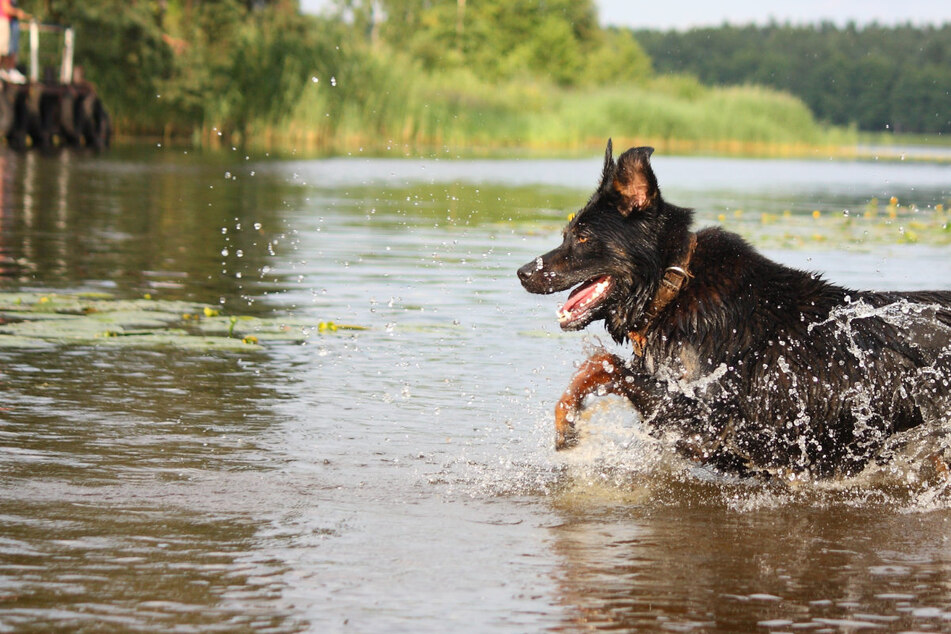 Hund stirbt nach Schwimmen in der Donau – Behörden schlagen Alarm