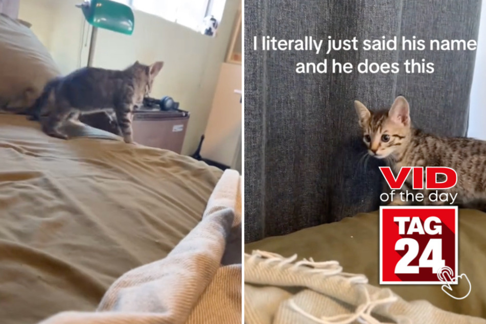 viral videos: Viral Video of the Day for October 25, 2023: This cat really, really hates his name!