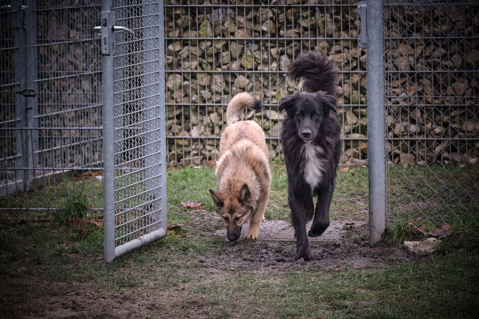 "Lex" erkundet gemeinsam mit einer Hündin den Auslauf im Münchner Tierheim.