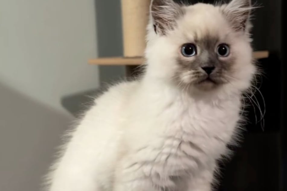 Cute little kitten delights owner – but just months later, he's unrecognizable!
