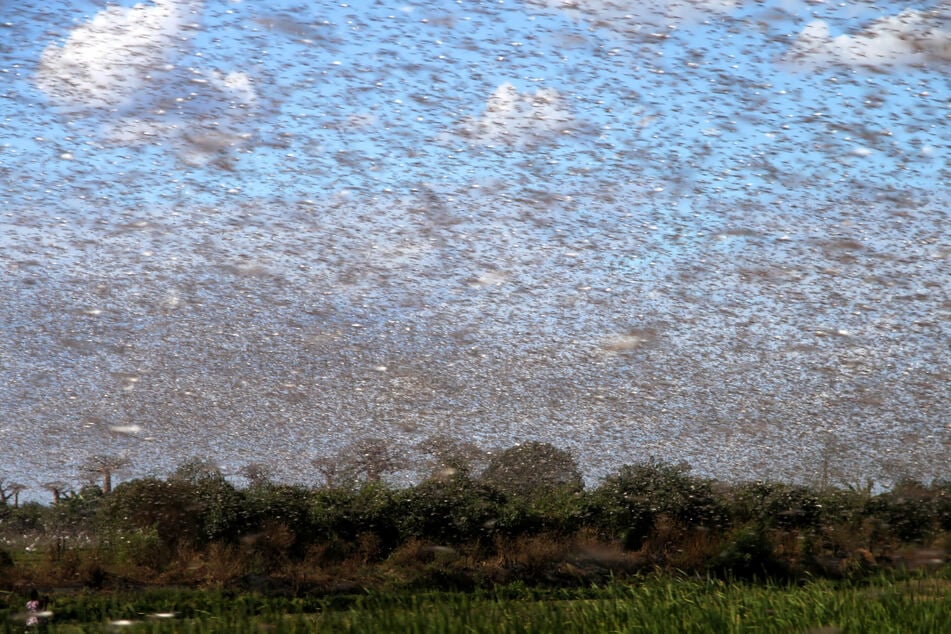Swarms of grasshoppers can grow to be massive enough to be seen on weather radar (stock image).
