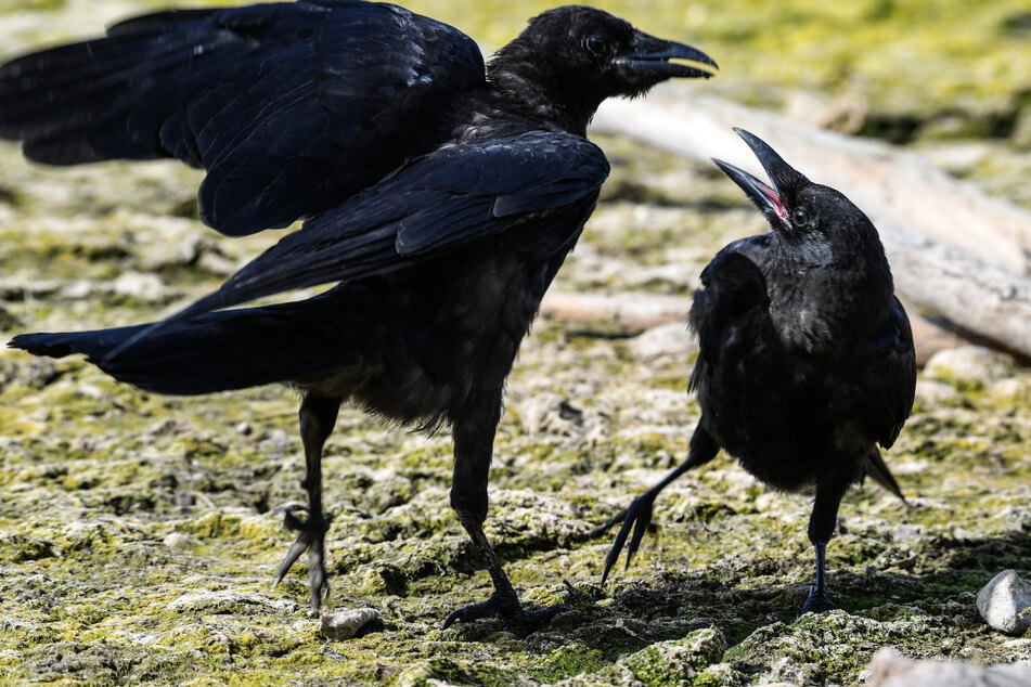Zwei Krähen zanken sich um ein Stück Futter. Krähen aus dem Vogelschutzzentrum des Naturschutzbunds Nabu könnten für Tierversuche an der Uni Tübingen genutzt worden sein. (Symbolbild)