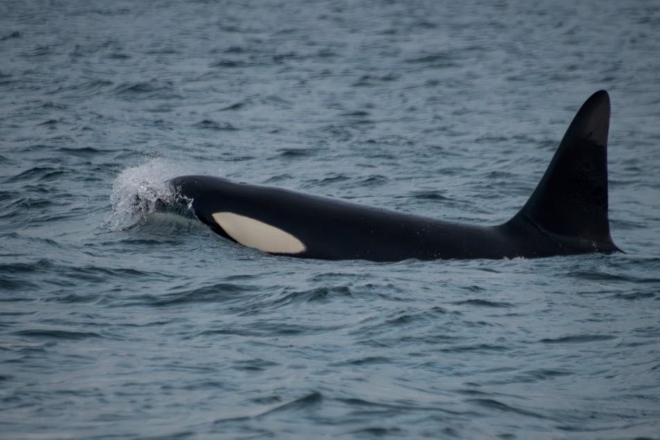 The NOAA attributes the decline of the orca subspecies as being due to a "reduced quantity and quality of prey," pollution, and "noise and disturbance from vessels."