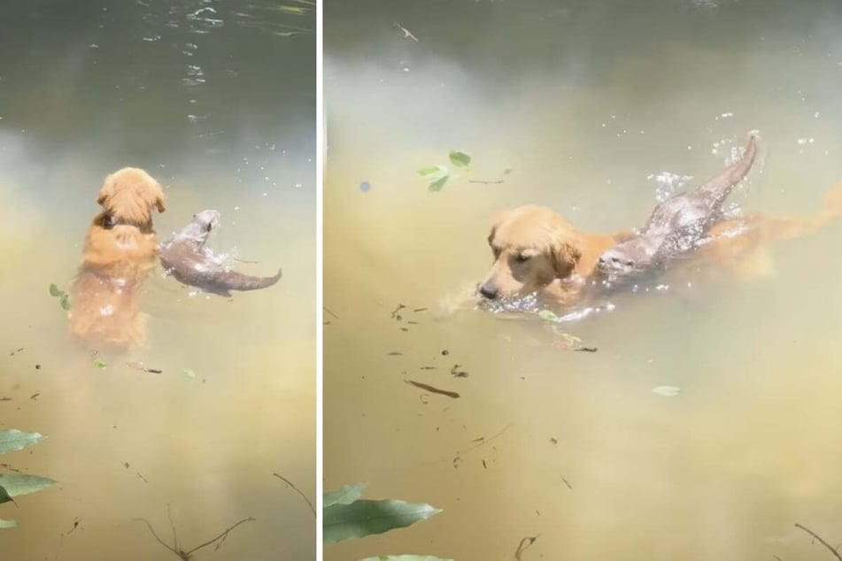 Dog makes an unexpected animal friend while swimming!