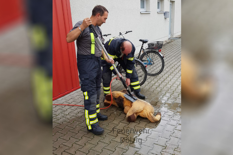 Von seinen Rettern gibt's für den schmuddeligen Kuschel-Löwen erstmal eine Runde Wellness.