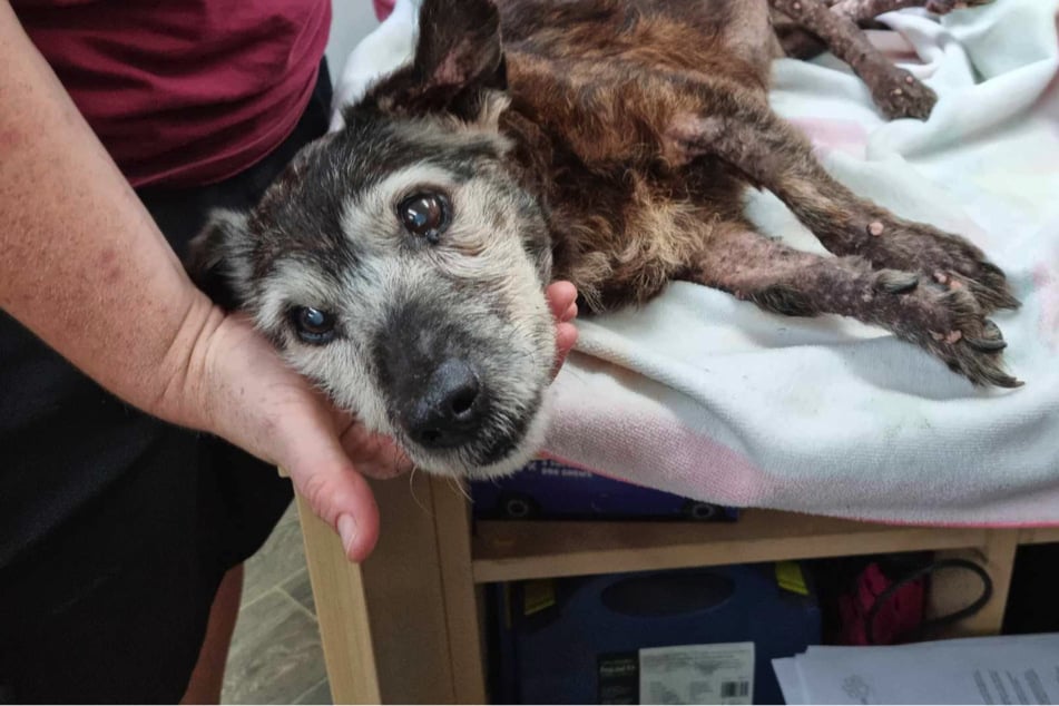 Tumore wuchern in Hunde-Körper: Tierarzt erlöst Vierbeiner von seinem Leid