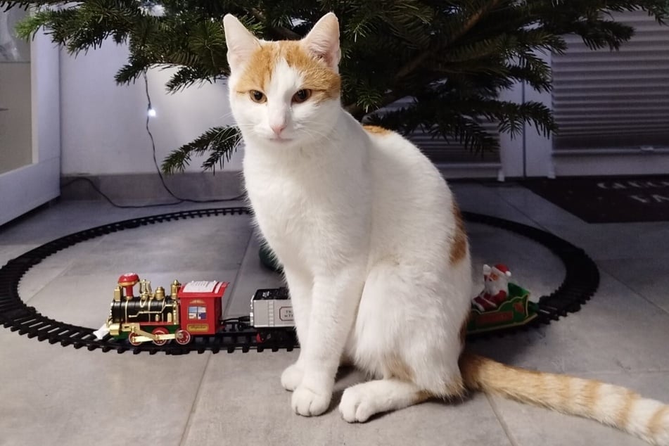 Kater Leo wurde nur drei Jahre alt und mit hoher Wahrscheinlichkeit von einem Wolf gerissen.