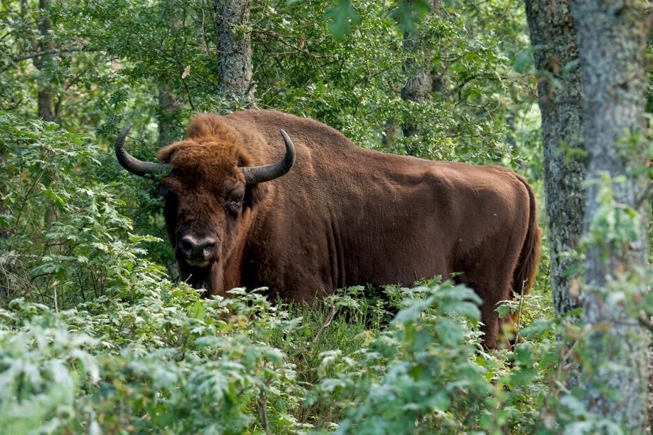 The European bison is making a resurgence thanks to breeding and reintroduction efforts.