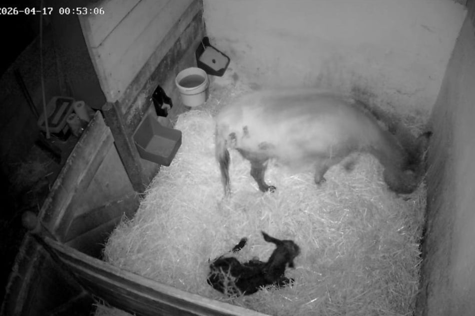 Auch nach der Geburt wurden die Eselmama und ihr Fohlen bewacht.