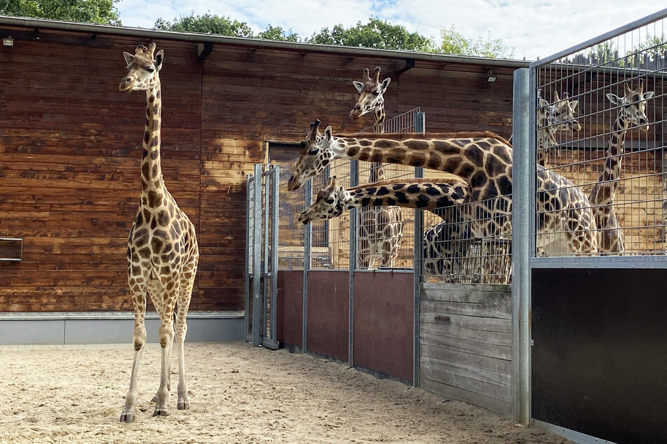 Guckguck! Leipziger Giraffenherde bekommt Zuwachs aus Dänemark