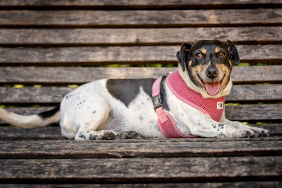 Jacky Emma sehnt sich nach einem neuen Zuhause, gerne mit Garten.