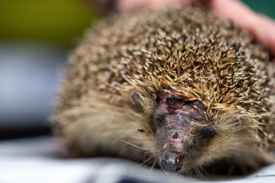 Der Igel starb. (Symbolbild)