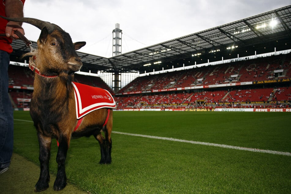 Hennes VIII. feierte seinen Amtseinstand als FC-Maskottchen 2008 im Kölner Rhein-Energie-Stadion.