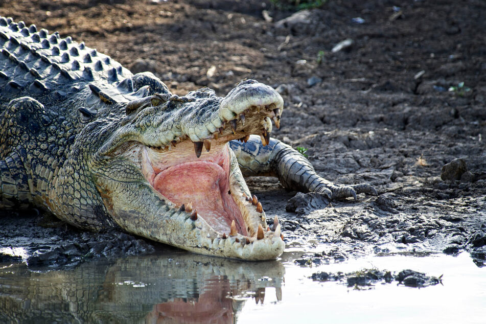 A 60-year-old fought off a crocodile using only a small belt knife (stock image).