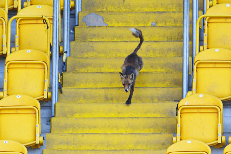 Der tierische Besucher rannte einige Stadionrunden, bevor er laut MagentaSport eingefangen werden konnte.