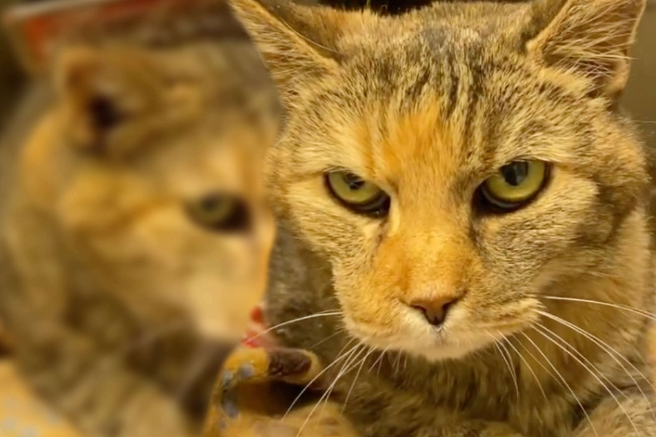 Katze landet nach 16 Jahren plötzlich im Tierheim: Der Grund macht wütend