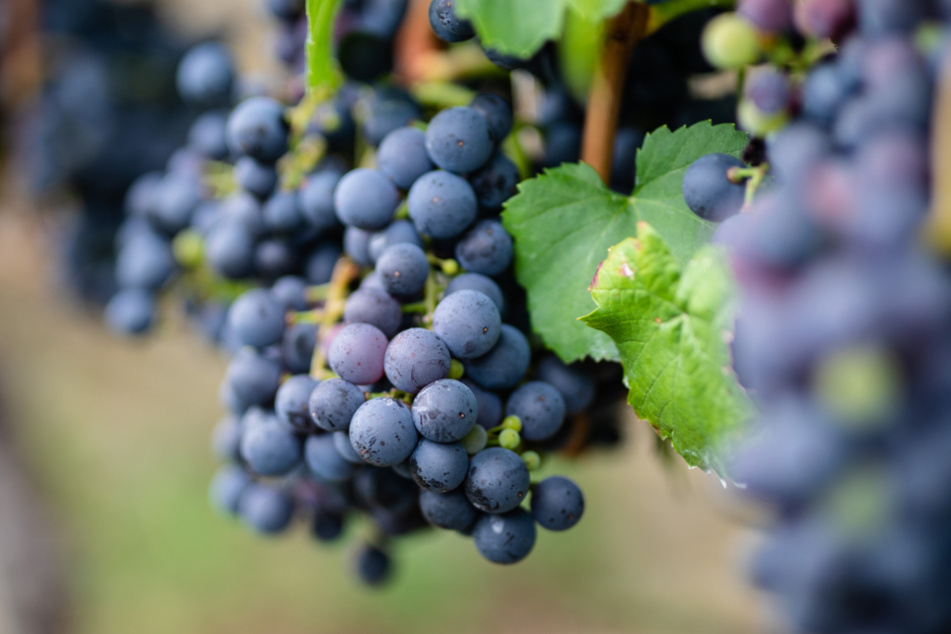 Der Weinbauer vermutet, von einem Kollege bestohlen worden zu sein. (Symbolbild)