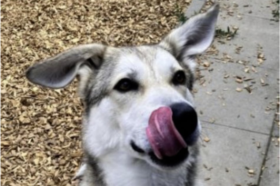 Wer will gemeinsam mit Hund Dobby das Leben bestreiten?