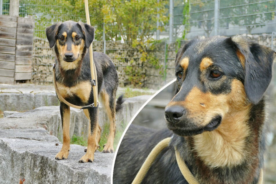 ¿Una perra amable ignorada durante meses: ¿encontrará Bella finalmente su final feliz?